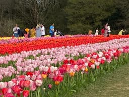 tulip_fest_11