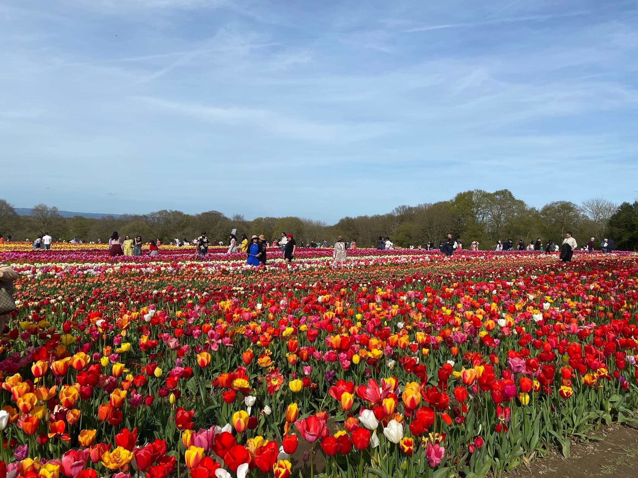 tulip_fest_6