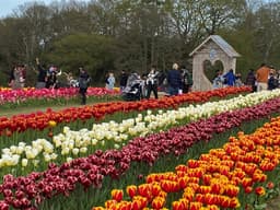 tulip_fest_2
