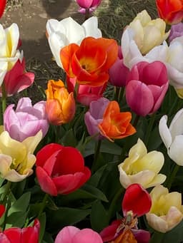 tulip_fest_7