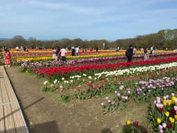 tulip_fest_5