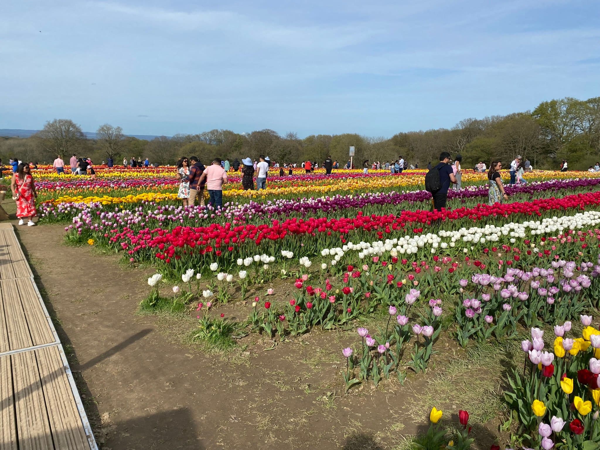 tulip_fest_5