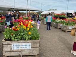 tulip_fest_4