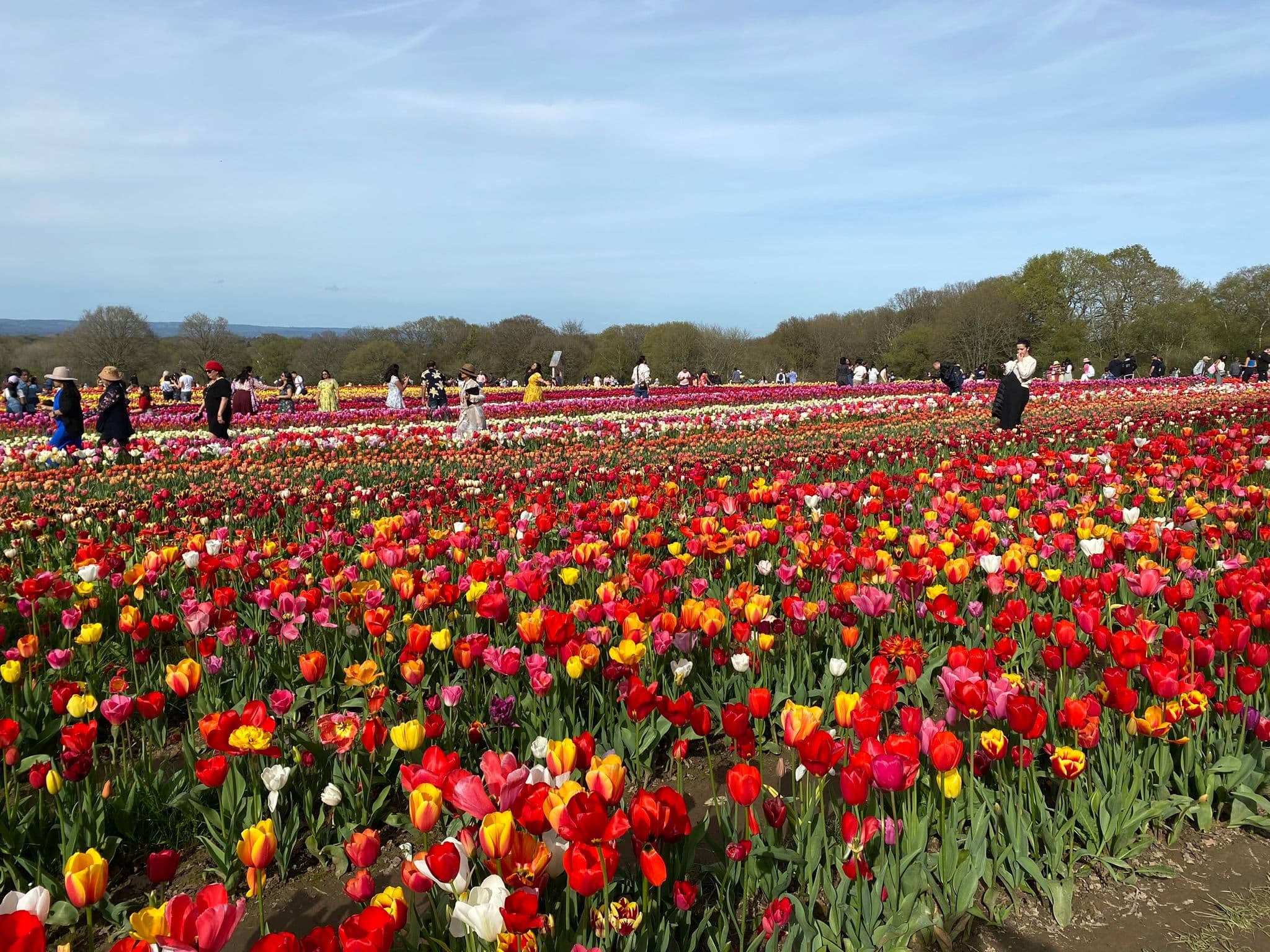 tulip_fest_1