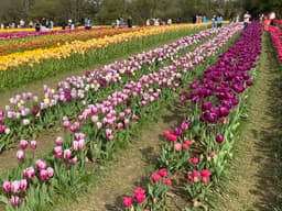 tulip_fest_9